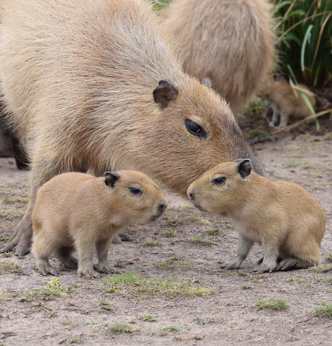 Коричневый грызун