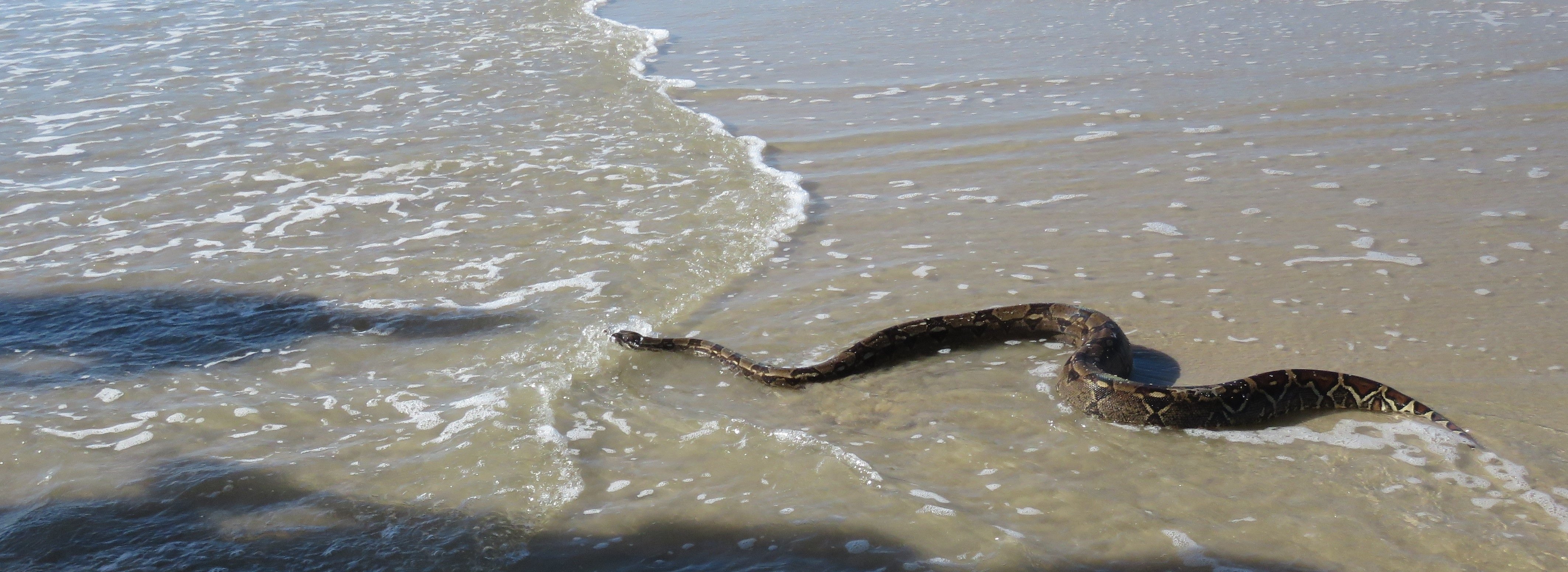 Карадагские змеи в анапе. Морские змеи в черном море. Карадагский змей в черном море. Черноморская морская змея. Морские гадюки Азовское море.