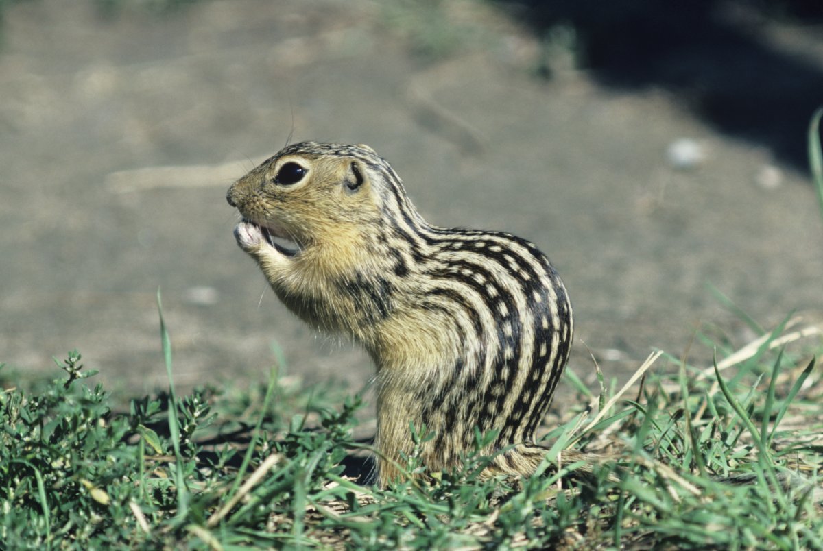 Зверек Квокка