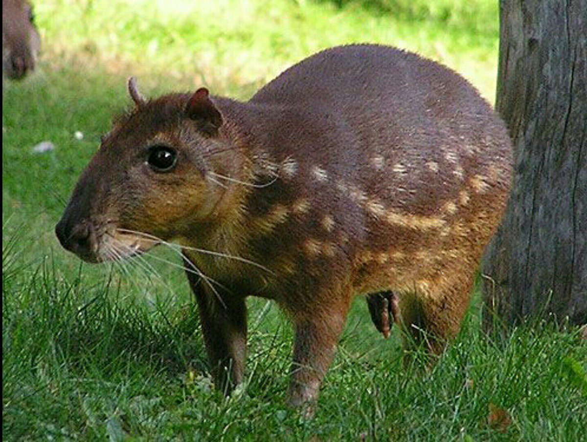 Ласка хищник