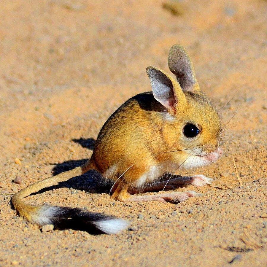 Капибара альбинос