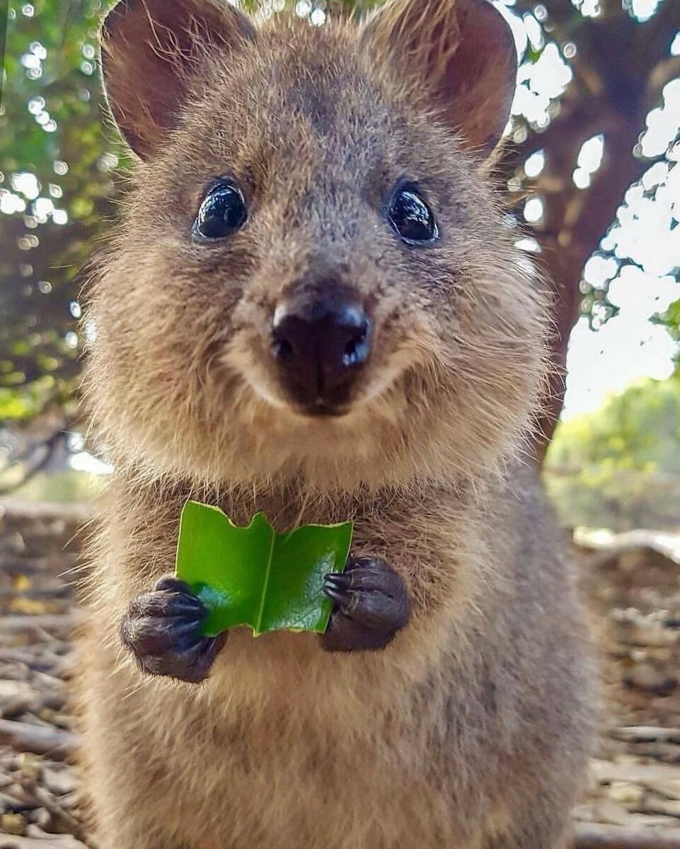 Суслик тринадцатиполосый
