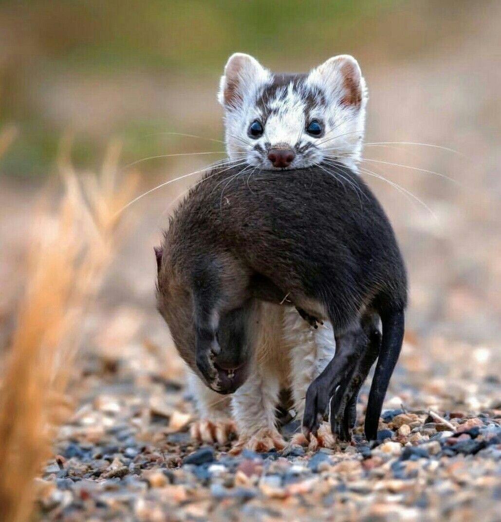 Ласка (Mustela nivalis)