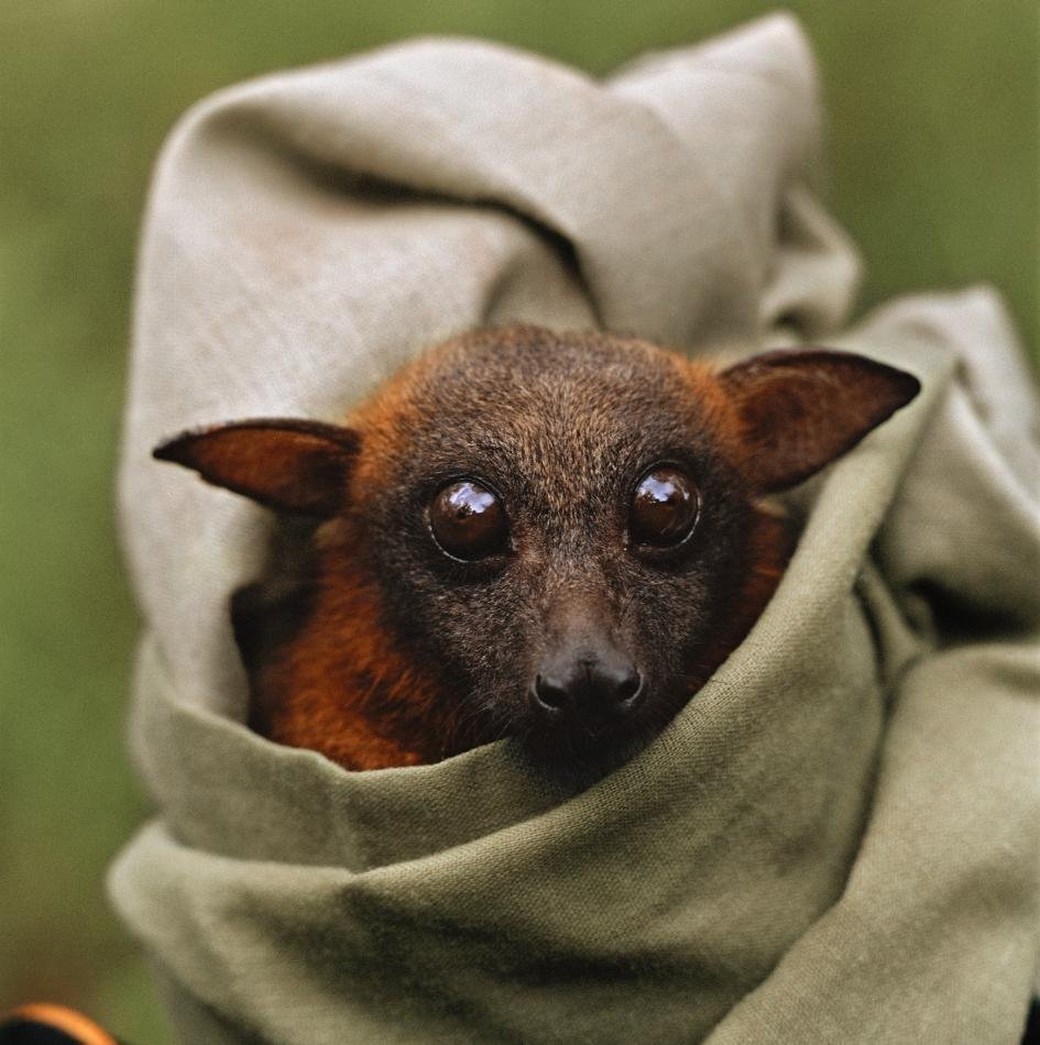 Летучая мышь собака