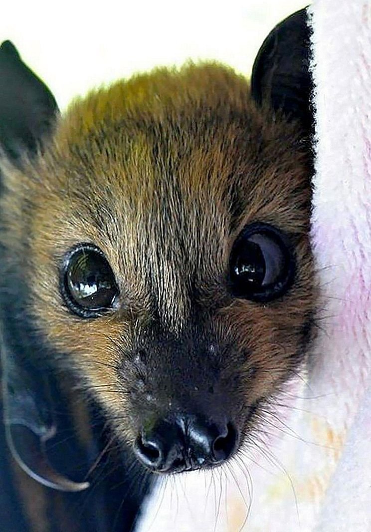 Летучая мышь милая