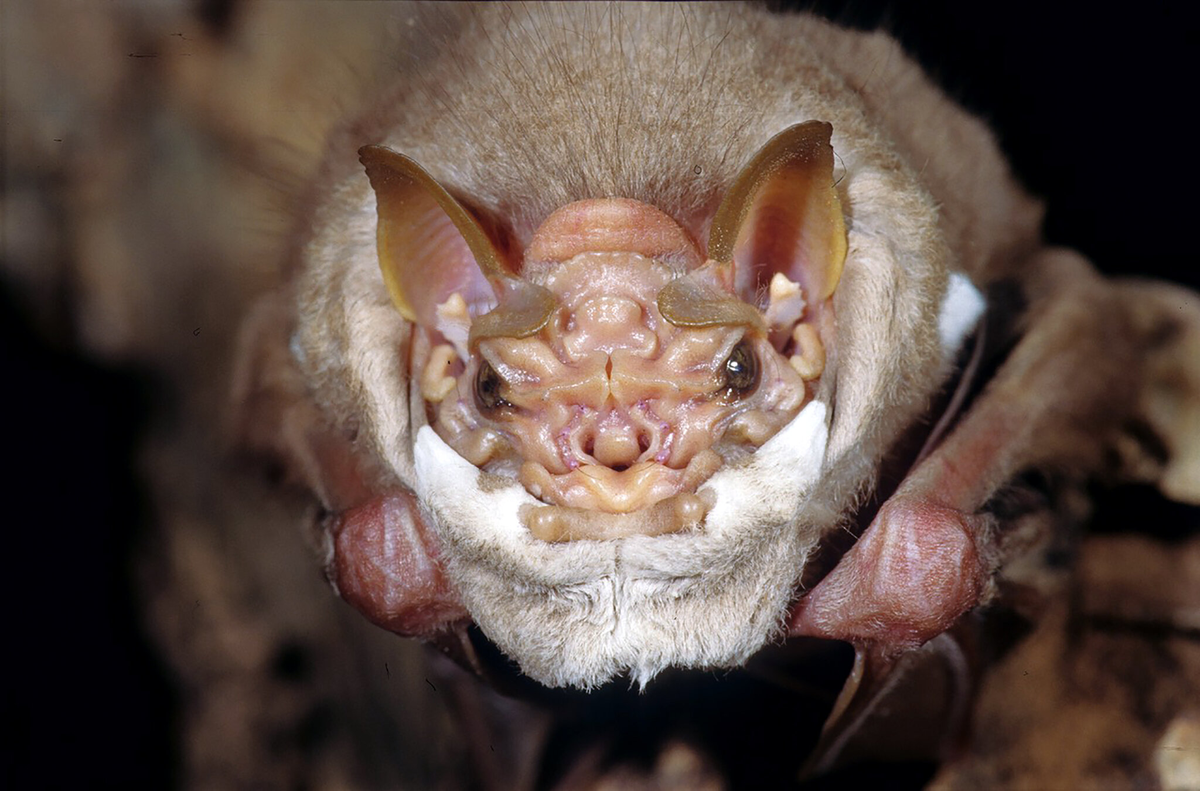 Складчатомордый листонос