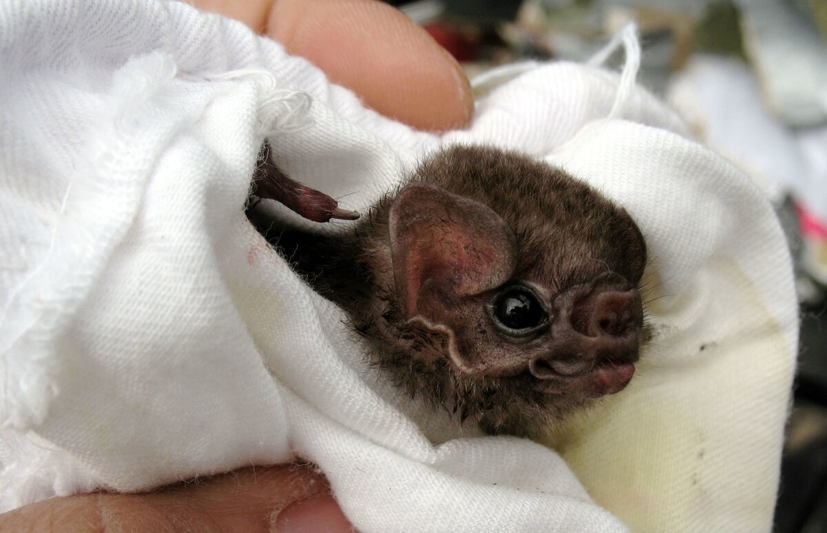 Летучая мышь альбинос