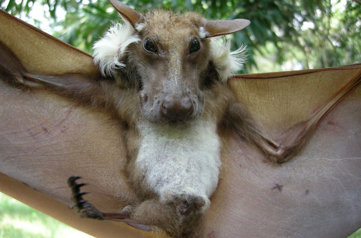 Карликовый трубконосый крылан