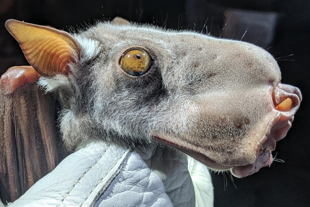 Молотоголовый крылан гигантский