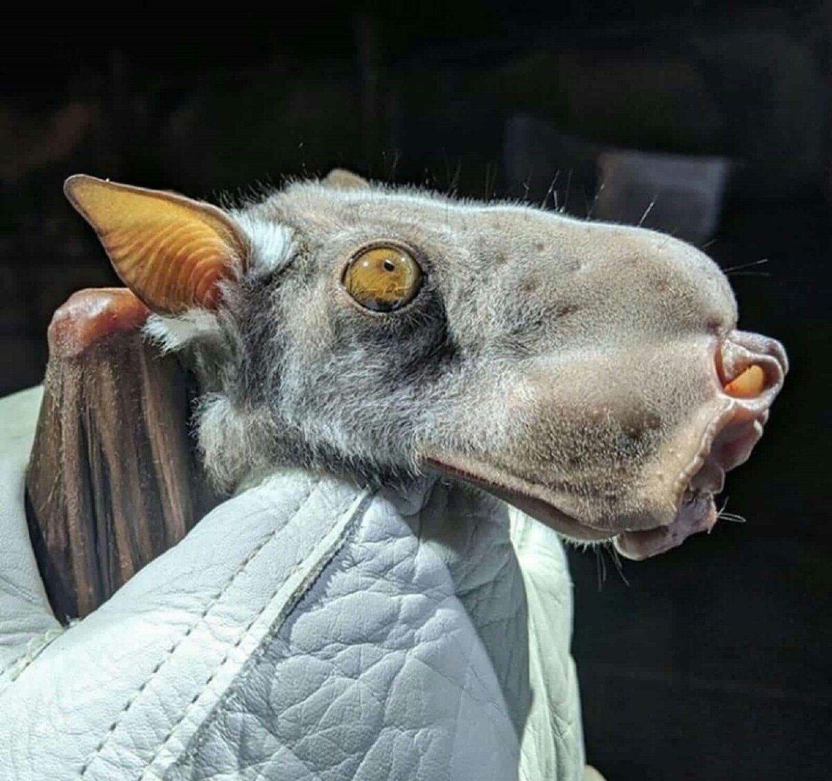 Африканский Молотоголовый крылан