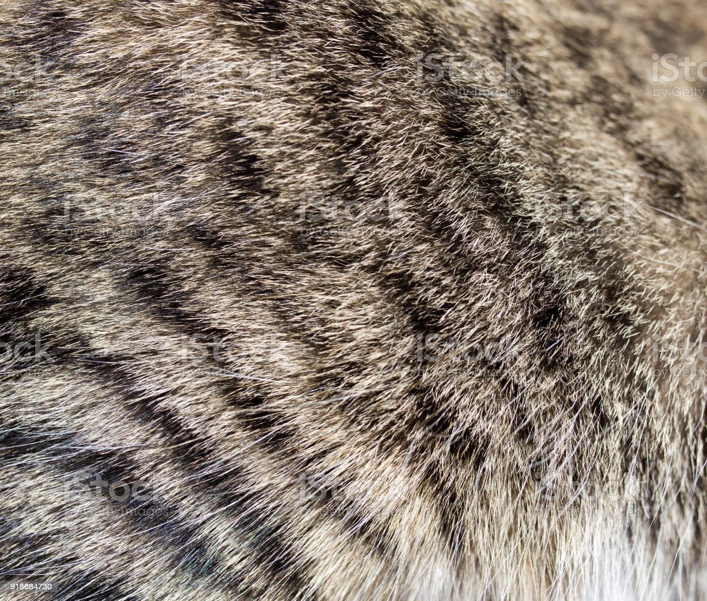 Кошачья шерсть текстура