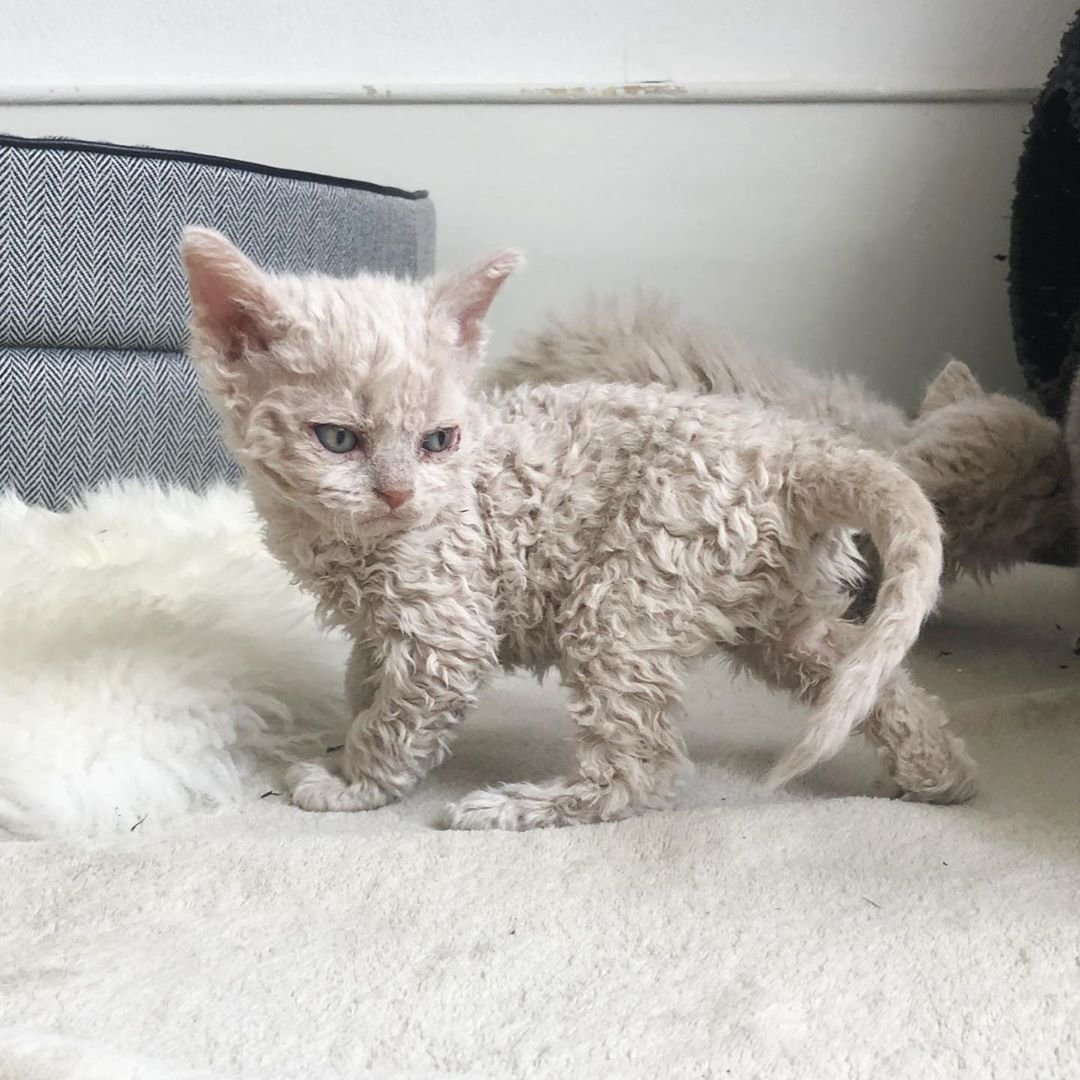 Таблица окрасы джунгарских хомяков