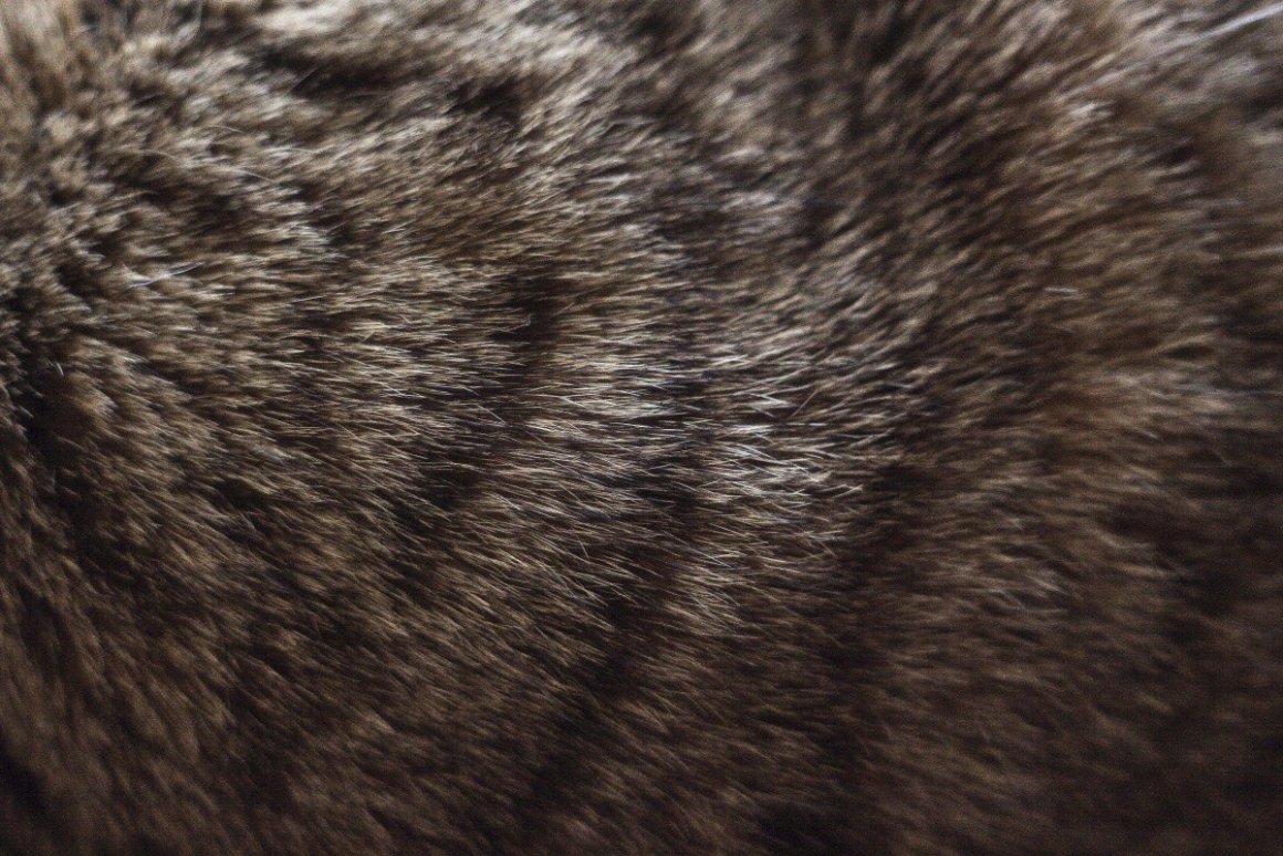 Шерсть зверей