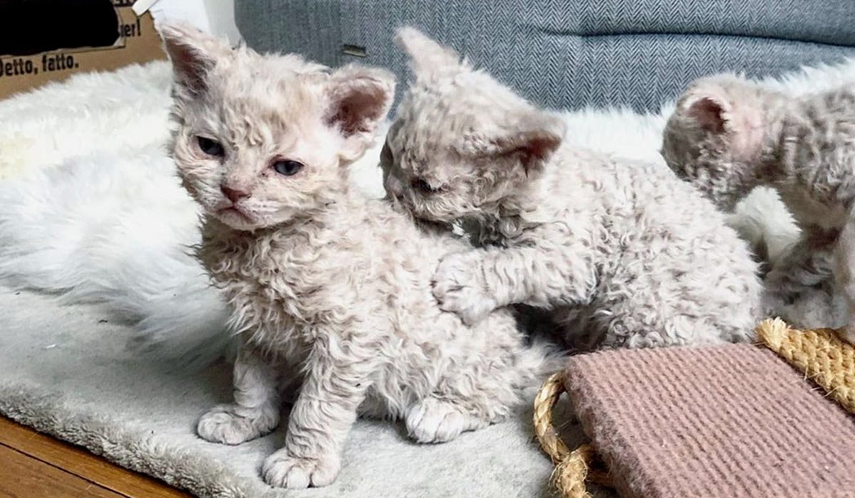 Кот с витилиго