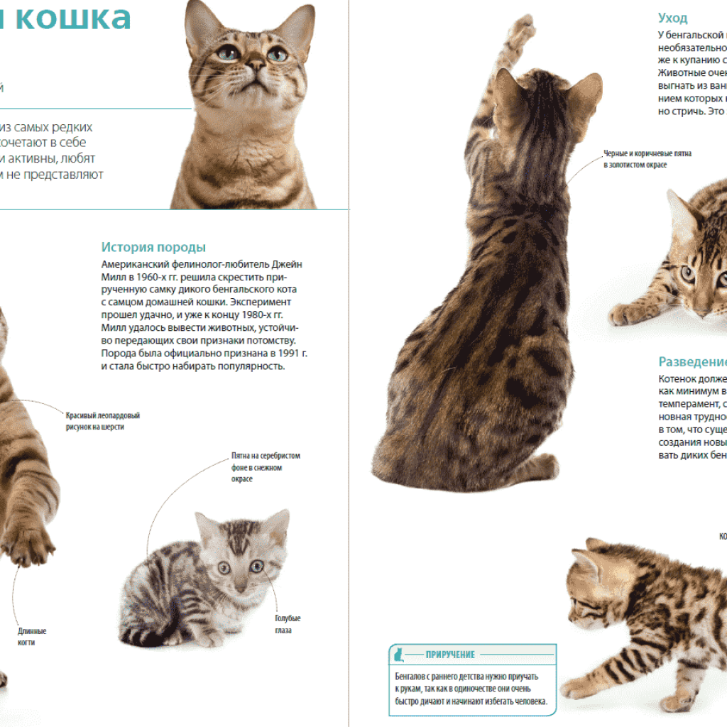 Британские котята шерсть