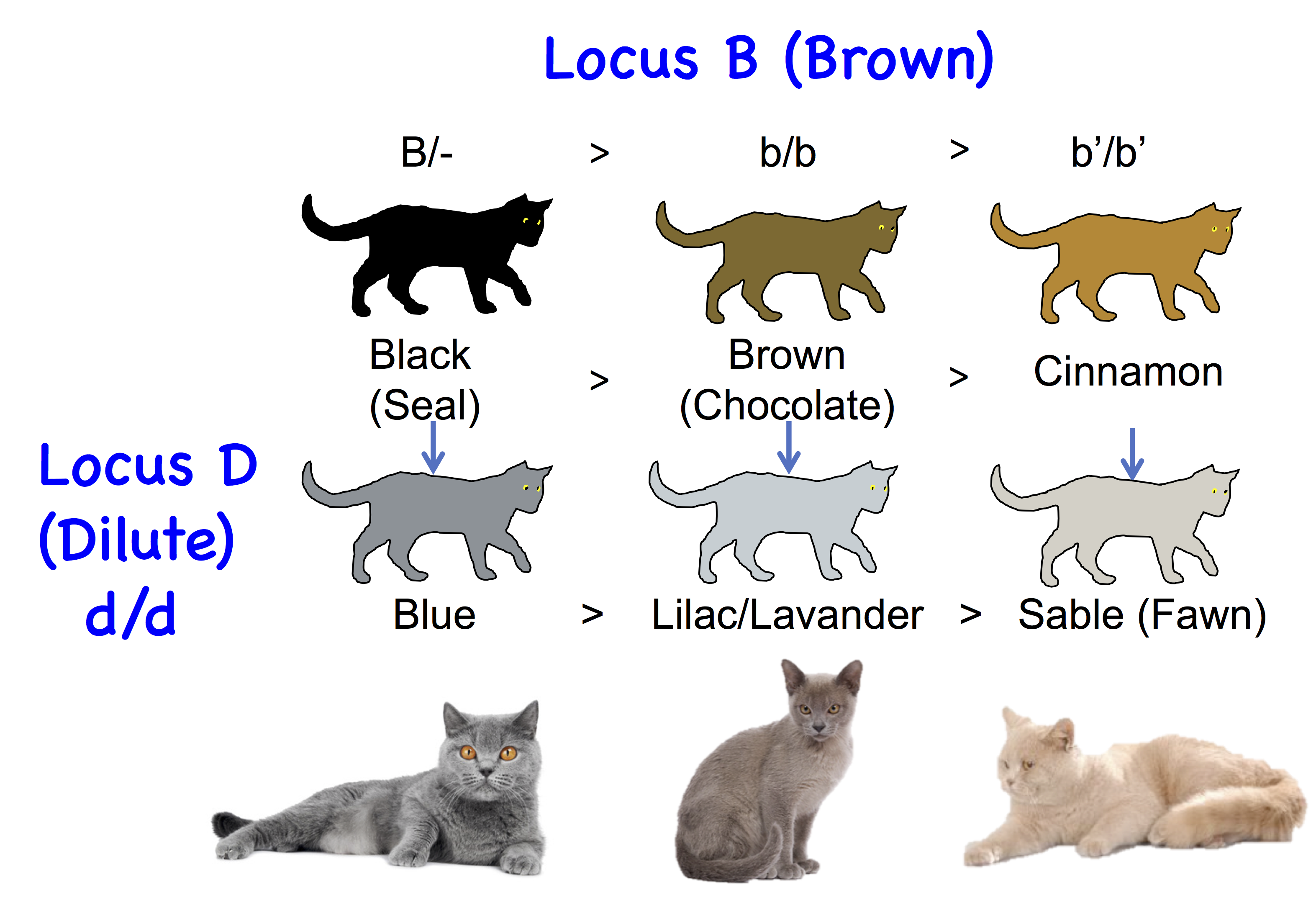 Генетика кошек. Генотип кошки. Генетика кошачьих окрасов. Генетика цвета кошек.