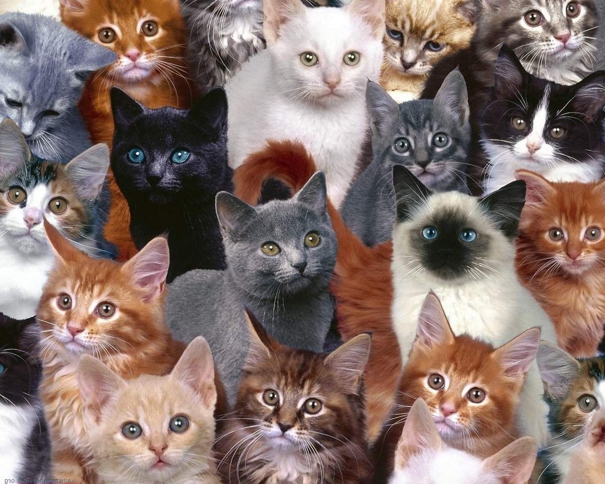 Много котят