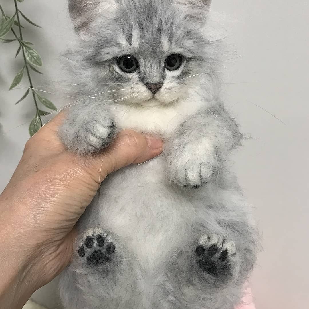 Валяние из шерсти кошки