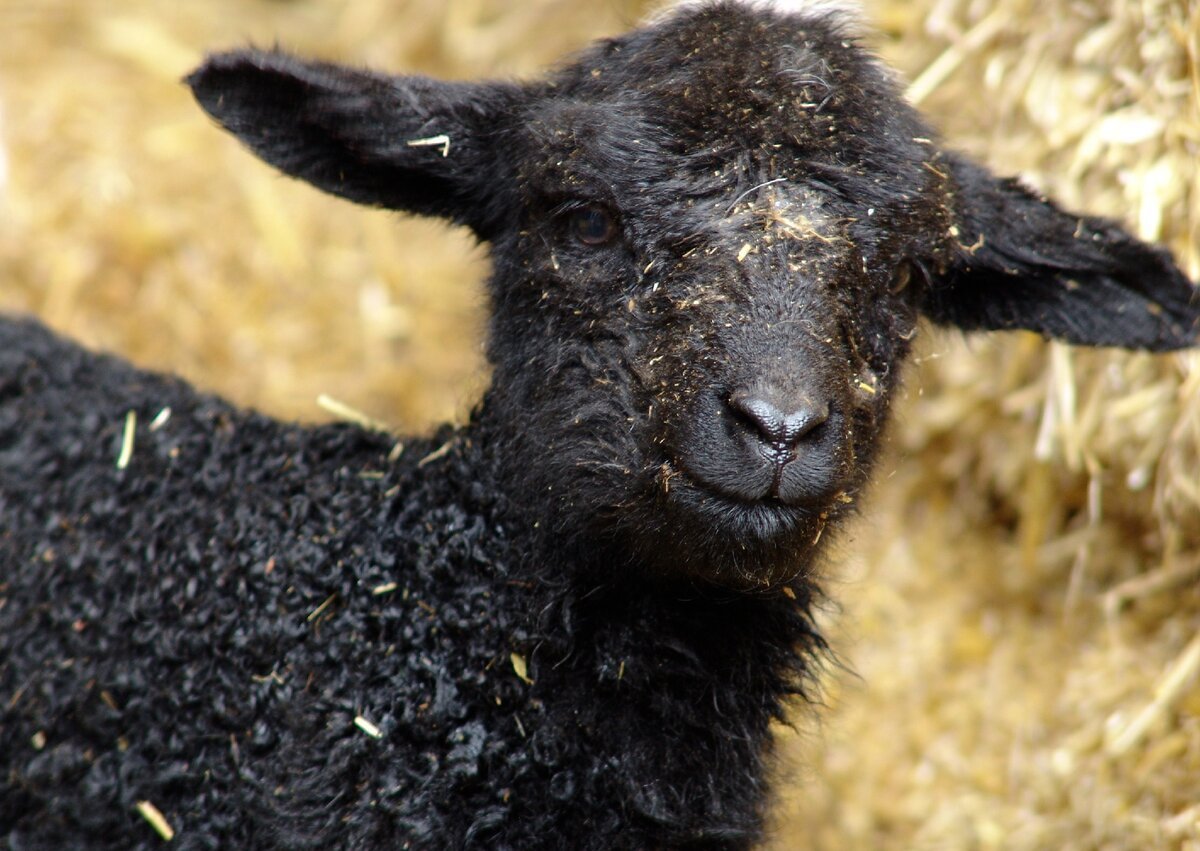 Черная овца