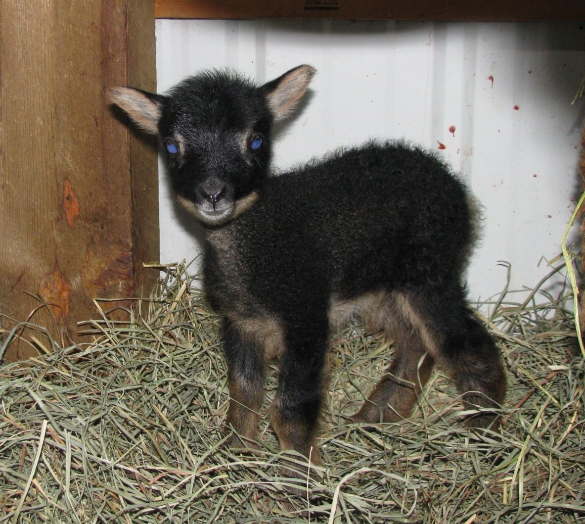 Баран карачаевской породы