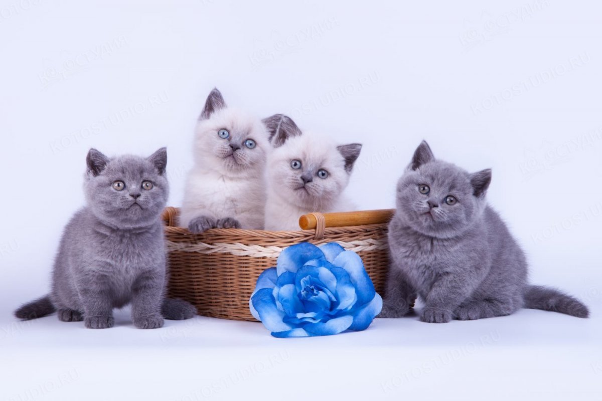 Шотландская короткошерстная шиншилла