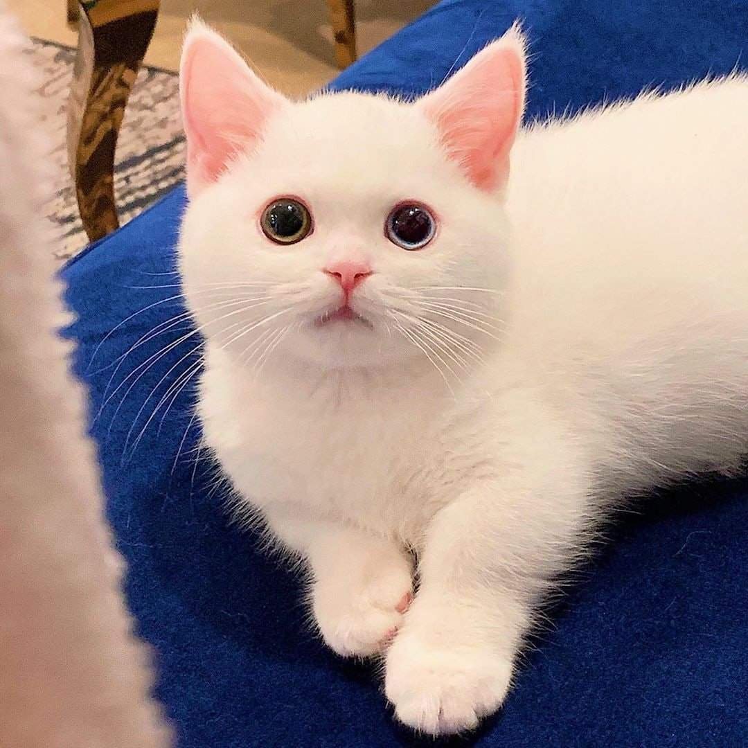 Британские котята окрас шиншилла