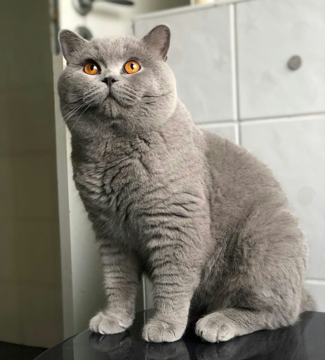 Британская серебряная шиншилла