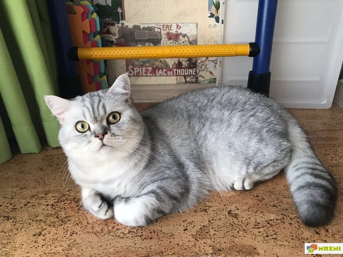 Британская шиншилла вискас