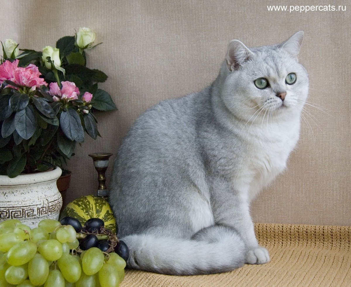 Британская шиншилла серебристая затушеванная