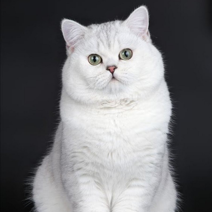 Скоттиш страйт Золотая шиншилла