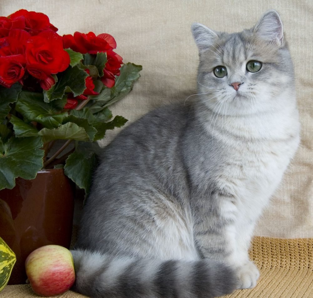 Шотландская короткошерстная шиншилла