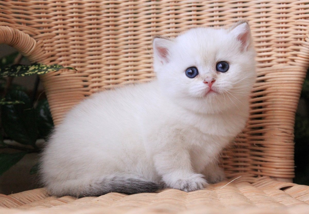 Шотландская прямоухая шиншилла