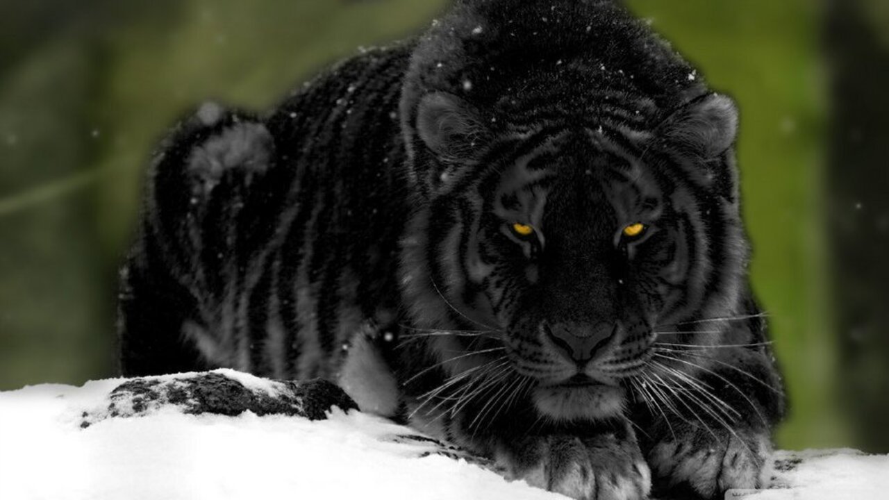 Черный тигр животное.