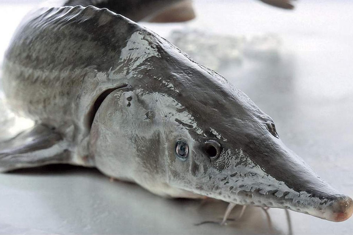 Шренка (Амурский осетр)