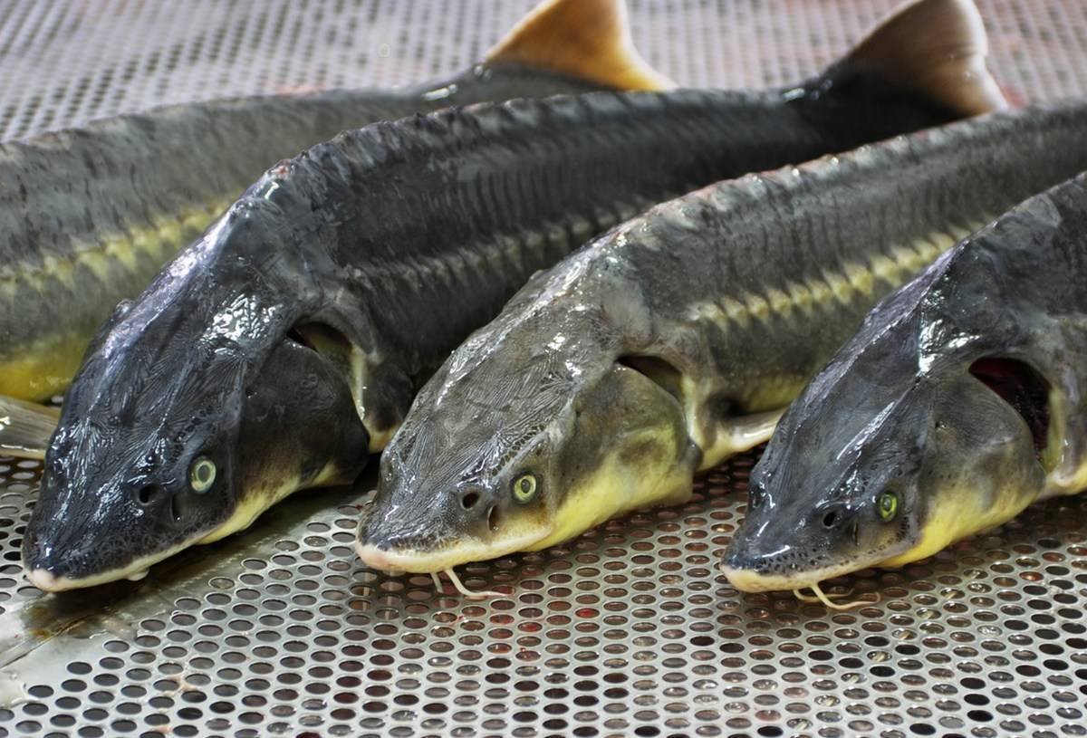 Сибирский Ленский осетр