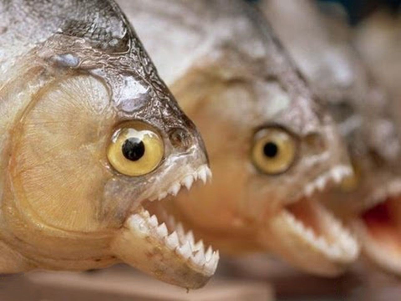 Как называется рыба которая есть людей. Рыба Пиранья. Желтоперая Пиранья. Бородоед рыбка.