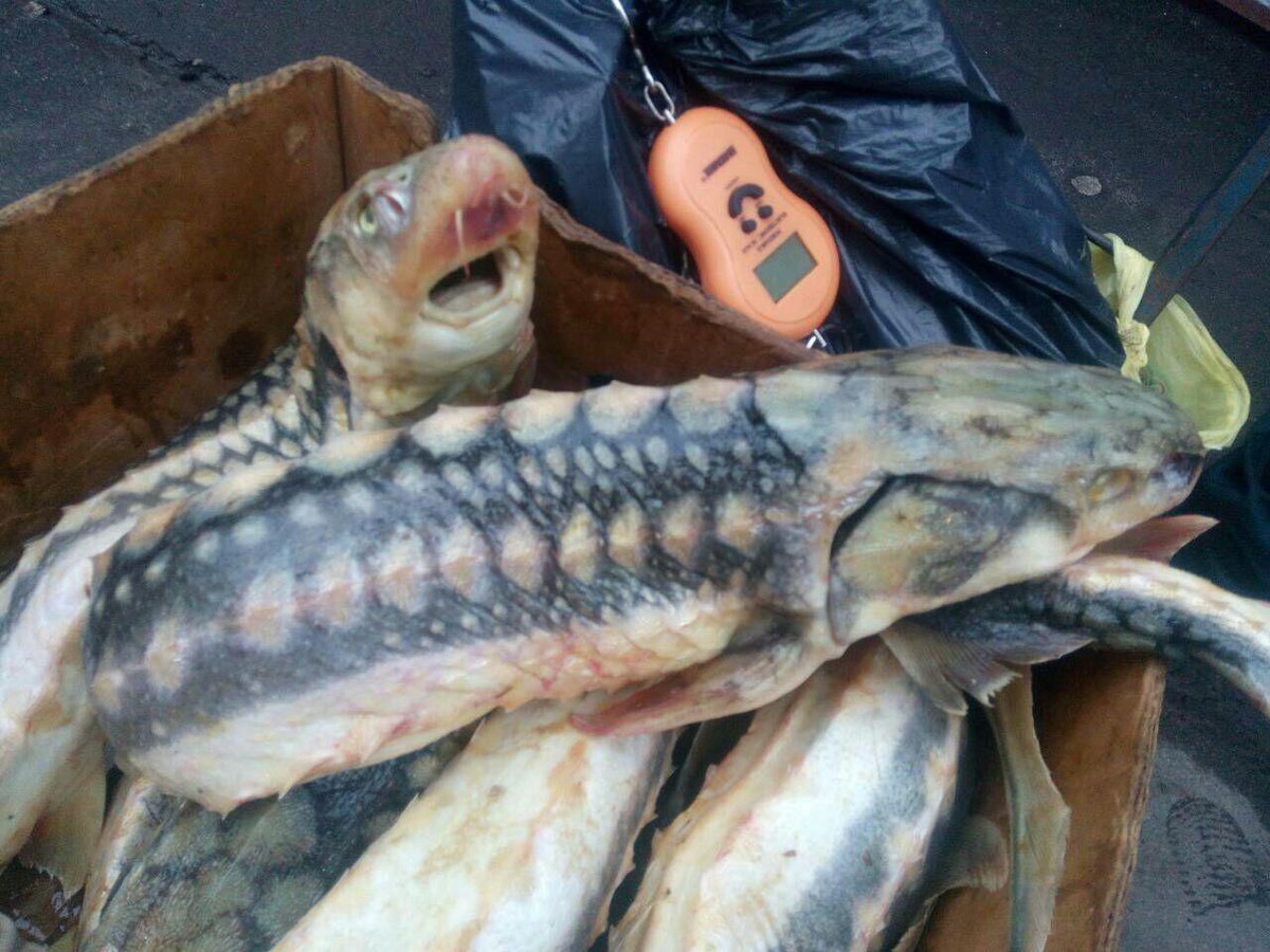 Длиннорогий Саблезуб малек