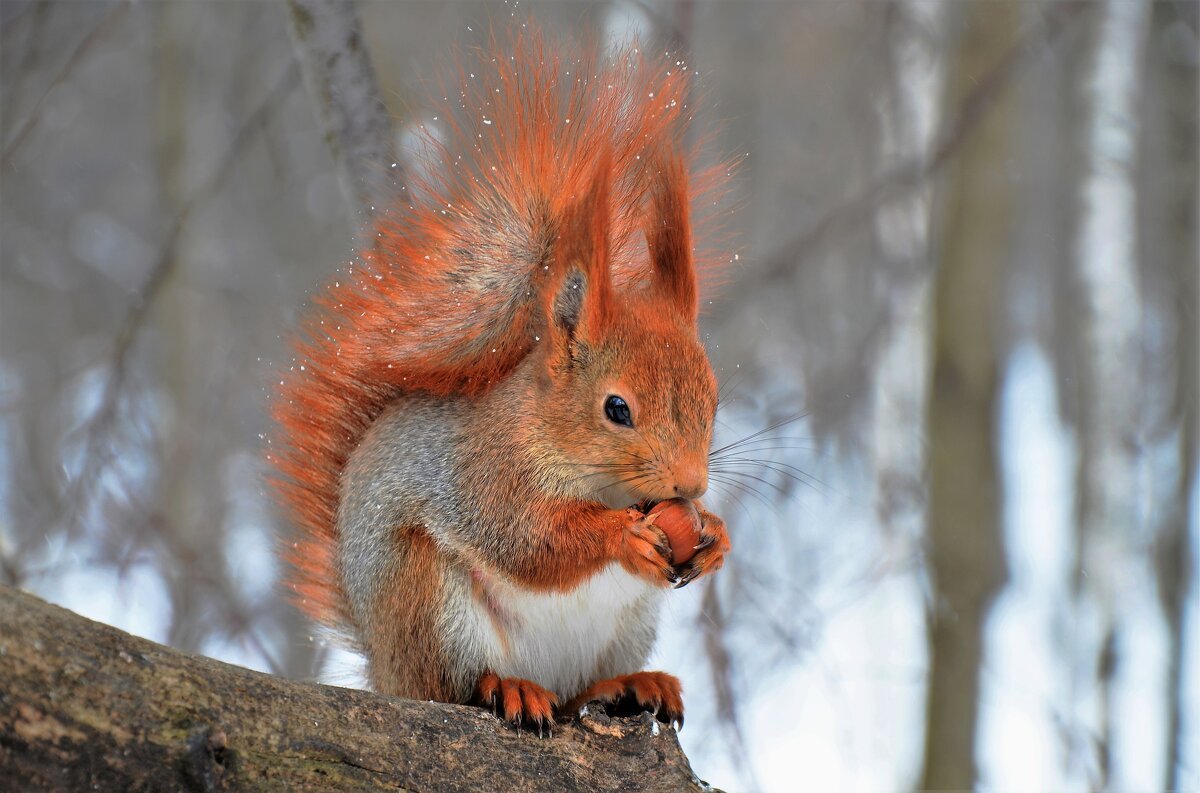 Красивая Белочка