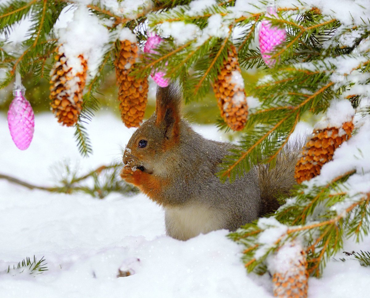 Новогодние Лесные звери
