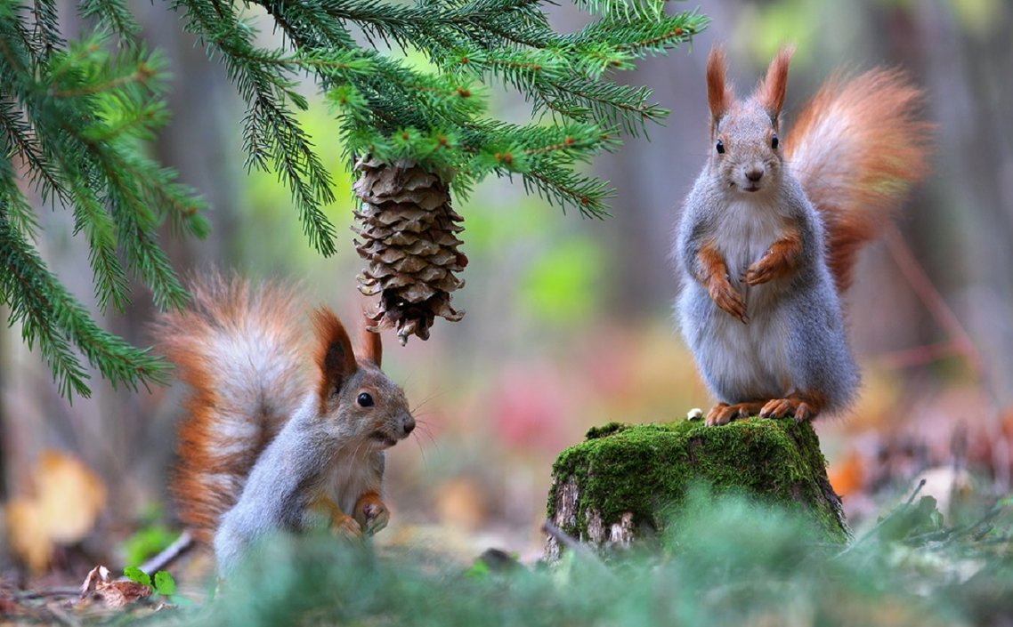 Лесная белка и бельчата