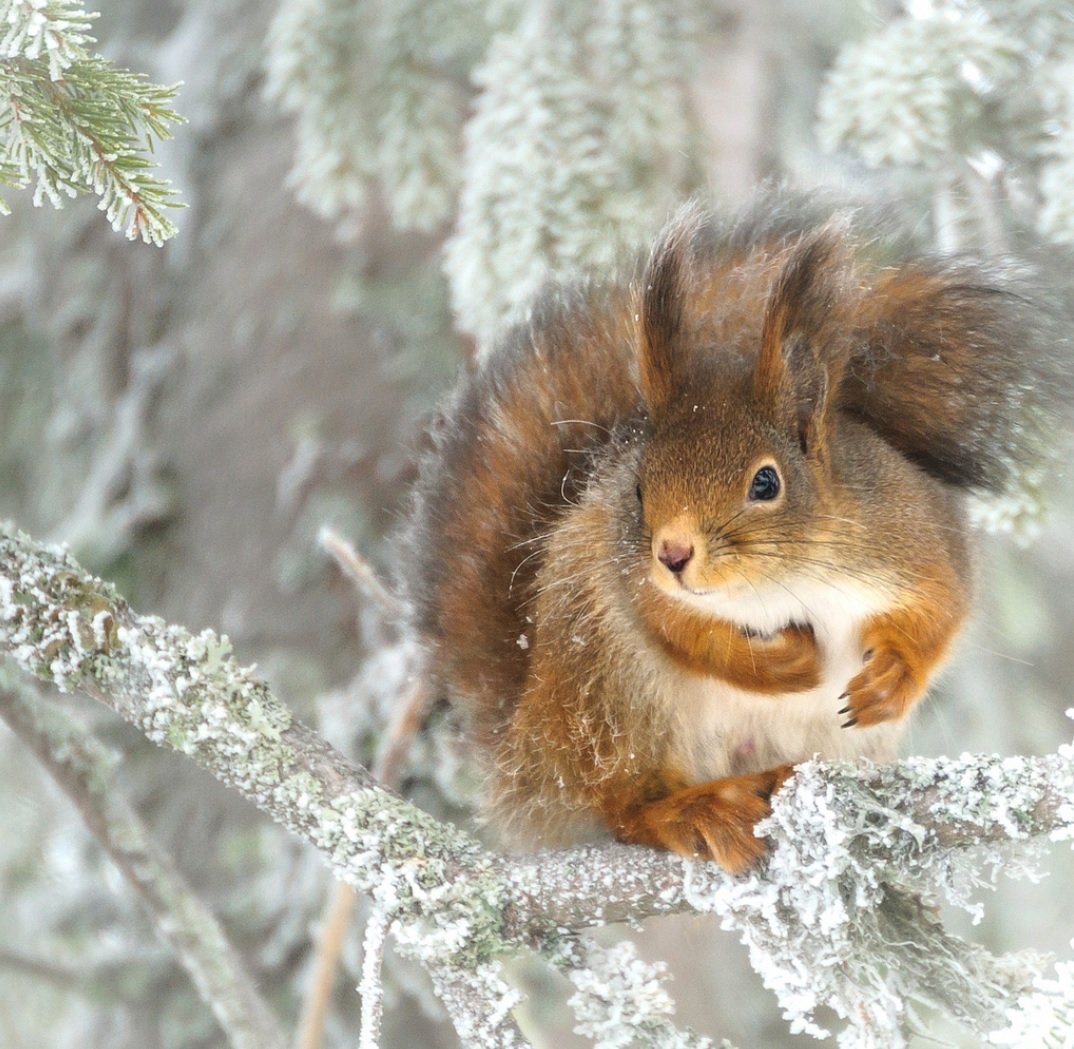 Белка обыкновенная зимой