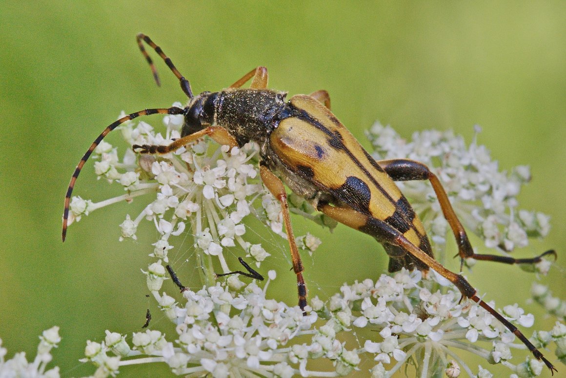 Насекомые Урала