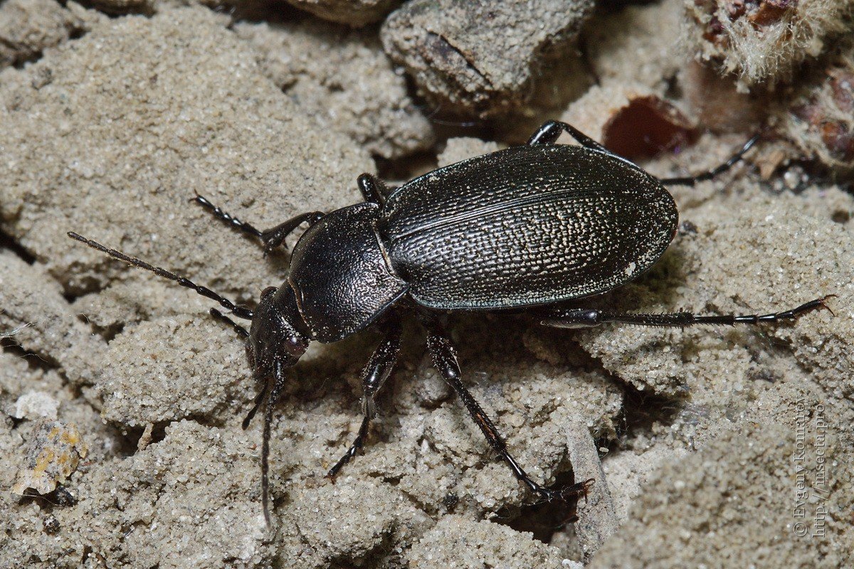 Жук-олень (Lucanus Cervus)