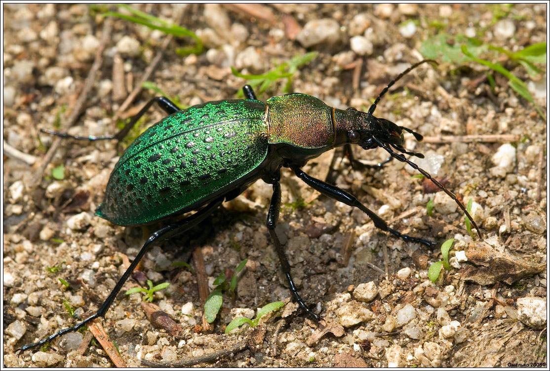 Жук жужелица обыкновенная