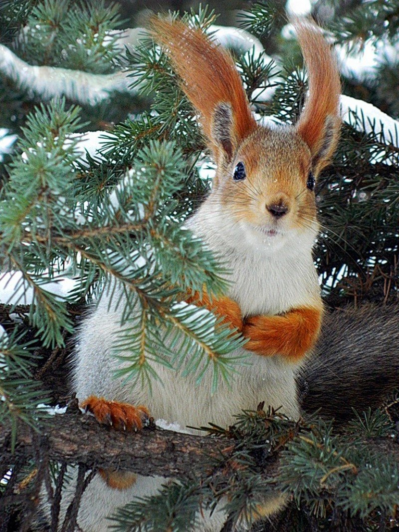 Зимние животные