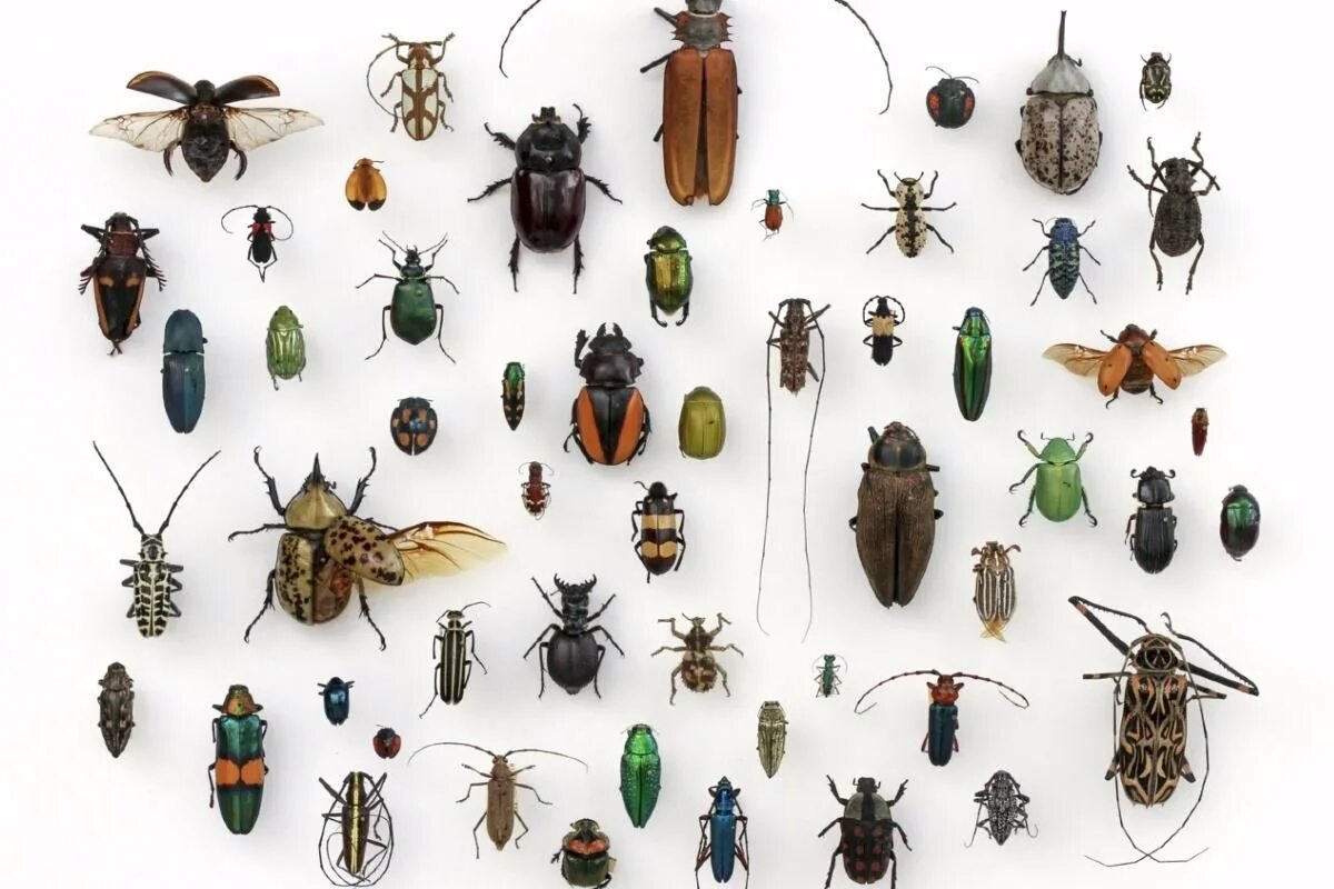 Снится Жук Рогач