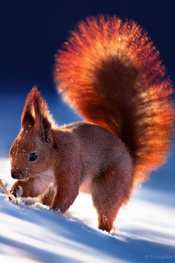 Белочка зимой