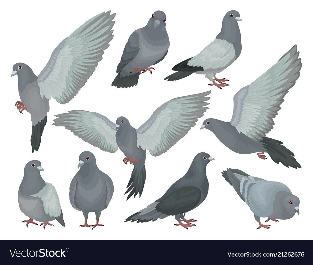 Голубь с разных ракурсов