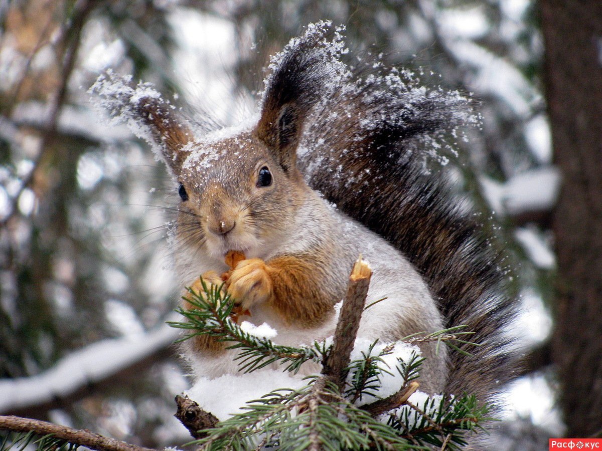 Белочка зимой
