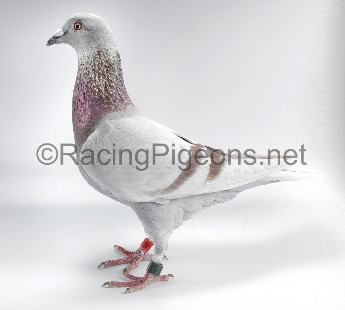 Bara Pigeon